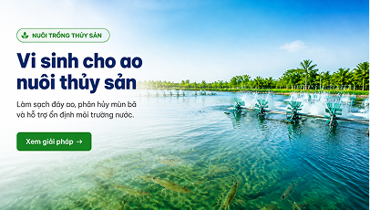 Vi sinh cho ngành ao nuôi thủy sản